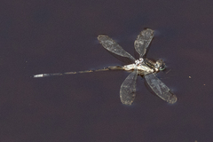 Lestes disjunctus