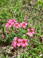 Oxalis debilis