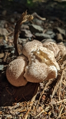 Lycoperdon marginatum