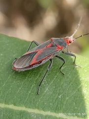 Caenocoris nerii