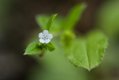 Bothriospermum zeylanicum