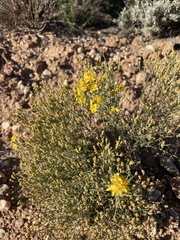 Gutierrezia sarothrae