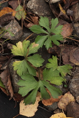 Ranunculus fallax