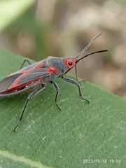 Caenocoris nerii