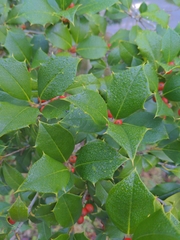 Ilex opaca