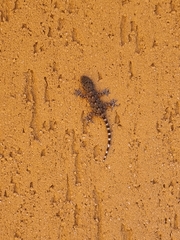 Tarentola mauritanica