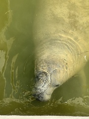 Trichechus manatus