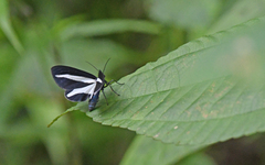Dioptinae