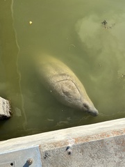 Trichechus manatus