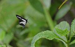 Dioptinae