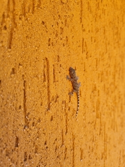 Tarentola mauritanica