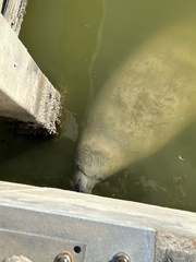 Trichechus manatus