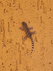 Tarentola mauritanica