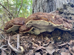 Ganoderma oregonense