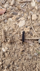 Nyctophila reichii