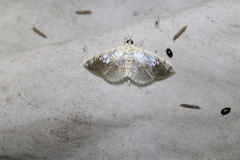 Pantographa limata