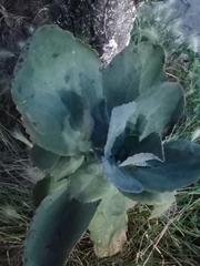 Kalanchoe marmorata