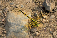 Ceratogomphus pictus