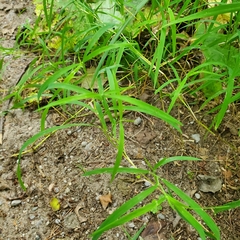 Muhlenbergia schreberi