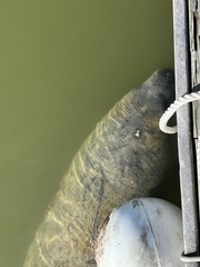Trichechus manatus