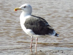 Larus marinus