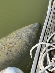 Trichechus manatus