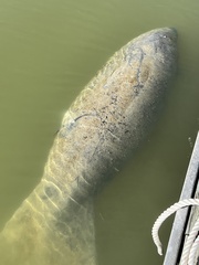 Trichechus manatus