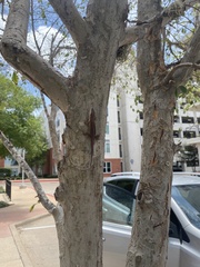 Anolis carolinensis