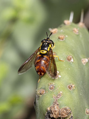 Chrysotoxum triarcuatum