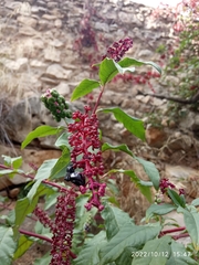 Phytolacca americana