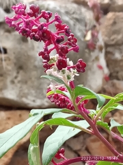 Phytolacca americana