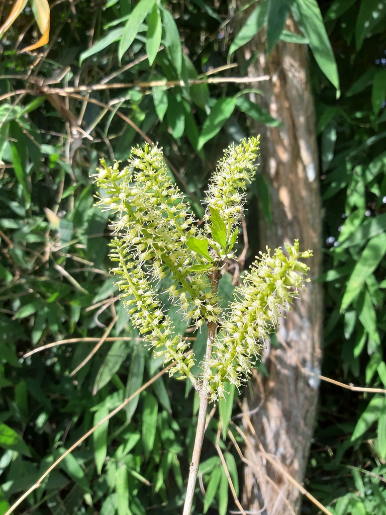 Alseis floribunda