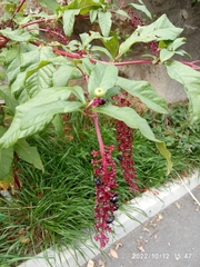 Phytolacca americana