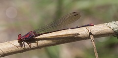 Argia funcki