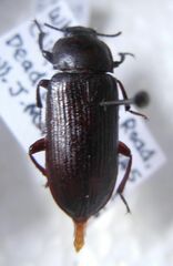 Tenebrio molitor