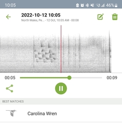 Thryothorus ludovicianus