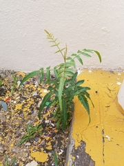 Christella acuminata