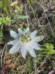 Passiflora eichleriana