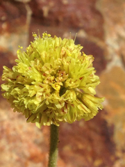 Eriogonum rosense