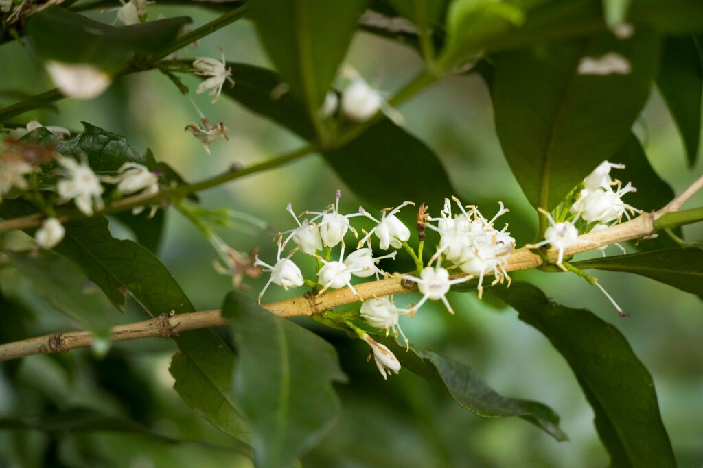 Green-Twigged Jackal-Coffee