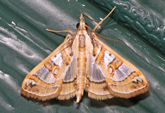 Glyphodes pyloalis