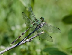 Erythemis vesiculosa