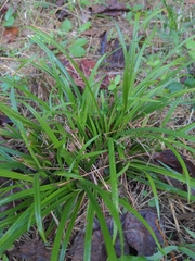 Carex pedunculata