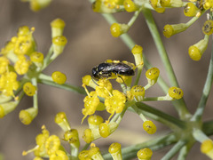 Hylaeus