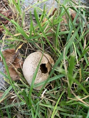 Lycoperdaceae