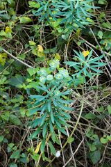 Euphorbia kraussiana