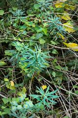 Euphorbia kraussiana