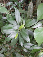 Daphnopsis pseudosalix