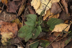 Viola riviniana