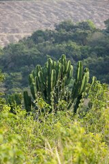 Euphorbia ingens